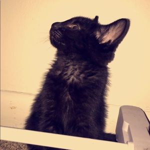 Meet your Posher, Melidest